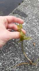 Potamogeton perfoliatus