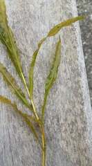 Potamogeton alpinus