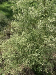 Eupatorium compositifolium