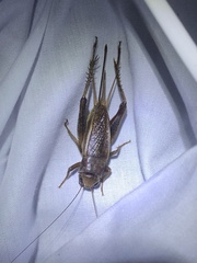 Tarbinskiellus portentosus