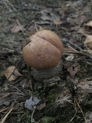 Leccinum versipelle