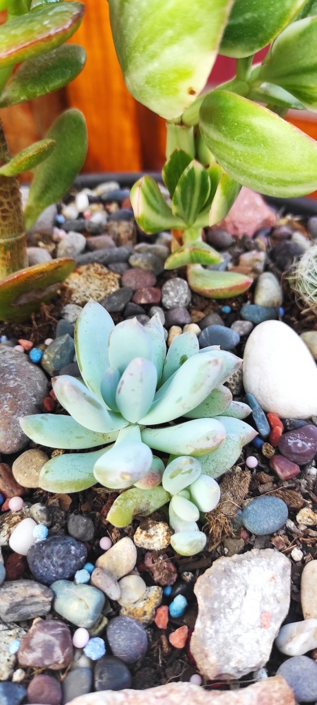 Pachyphytum machucae