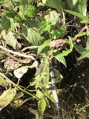 Scutellaria lateriflora