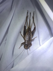 Tarbinskiellus portentosus