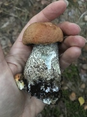 Leccinum versipelle