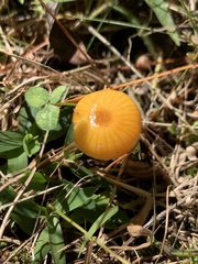 Gliophorus perplexus