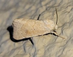 Trichocosmia inornata