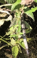 Scutellaria lateriflora