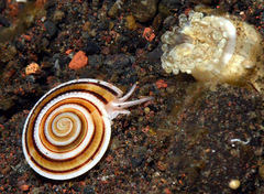 Architectonica modesta