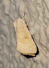 Trichocosmia inornata