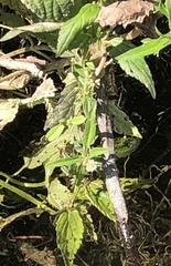 Scutellaria lateriflora