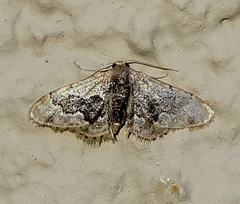 Idaea gemmata