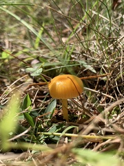 Gliophorus perplexus