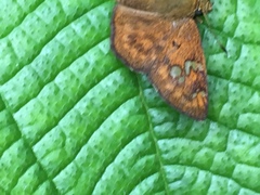 Pseudocoladenia dan dhyana