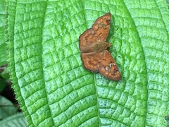 Pseudocoladenia dan dhyana