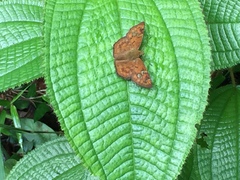 Pseudocoladenia dan dhyana