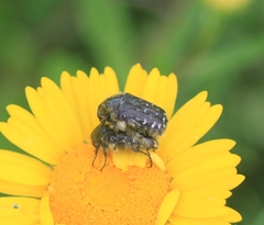 Oxythyrea