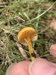 Gliophorus perplexus