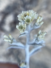 Pseudognaphalium canescens