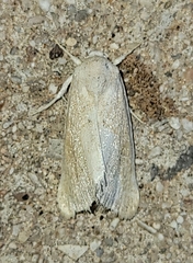 Trichocosmia inornata