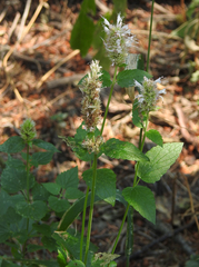 Agastache urticifolia