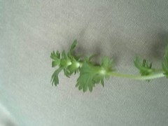 Alchemilla australis