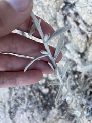 Pseudognaphalium canescens