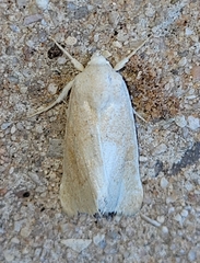 Trichocosmia inornata