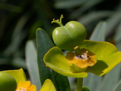 Euphorbia dendroides