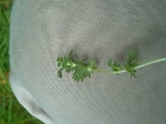 Alchemilla australis