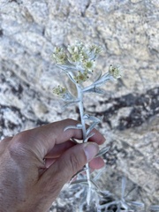 Pseudognaphalium canescens