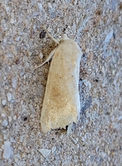 Trichocosmia inornata