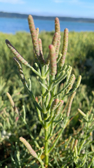 Salicornia pacifica