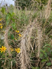 Elymus canadensis