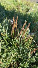 Plantago maritima