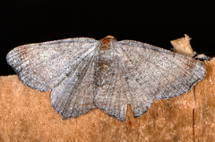 Macaria transitaria