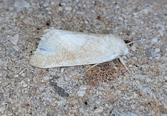 Trichocosmia inornata