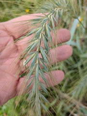Elymus canadensis