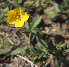 Potentilla gracilis