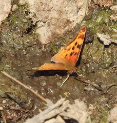 Polygonia satyrus