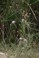 Centaurea arenaria