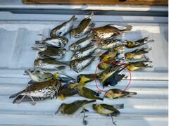 Setophaga caerulescens