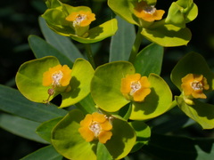 Euphorbia dendroides