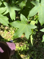 Liquidambar