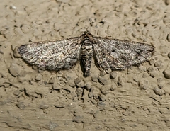 Chesiadodes polingi