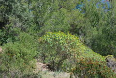 Euphorbia dendroides