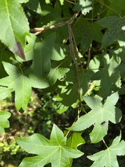 Liquidambar