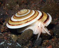 Architectonica modesta