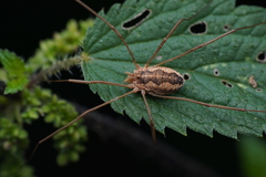 Phalangiinae