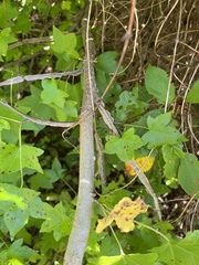 Liquidambar